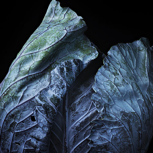 MUSE Photography Awards Gold Winner - Shroud by Nathan Myhrvold