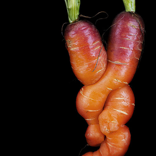 MUSE Photography Awards Silver Winner - Underground Embrace by Nathan Myhrvold