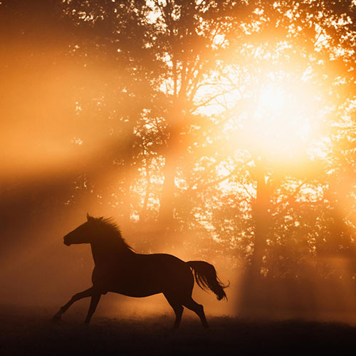 MUSE Photography Awards Silver Winner - Dancing in the fire by Gina Wetzler