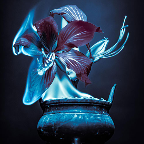 MUSE Photography Awards Silver Winner - Gorgeous as fireworks by Sum Kai Hong