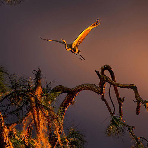 MUSE Photography Awards Gold Winner - Color of the Wings by Fenqiang Liu