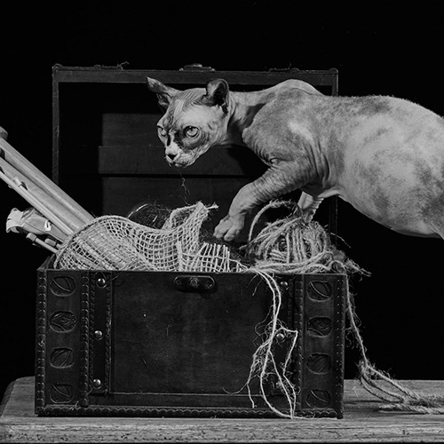 MUSE Photography Awards Silver Winner - Elfie May and the Knitting Box by Tailai OBrien