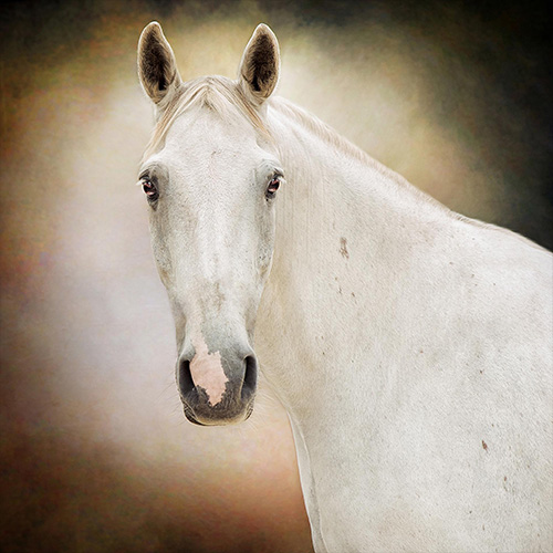 MUSE Photography Awards Gold Winner - L'Art Aux Écuries by JULIA DELATTE