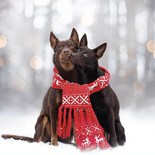 MUSE Photography Awards Silver Winner - Winter love by Nikol Koppova