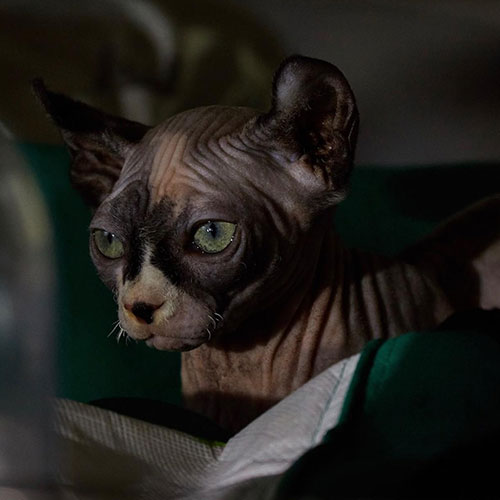 MUSE Photography Awards Silver Winner - Elfie May's Nest by Tailai OBrien