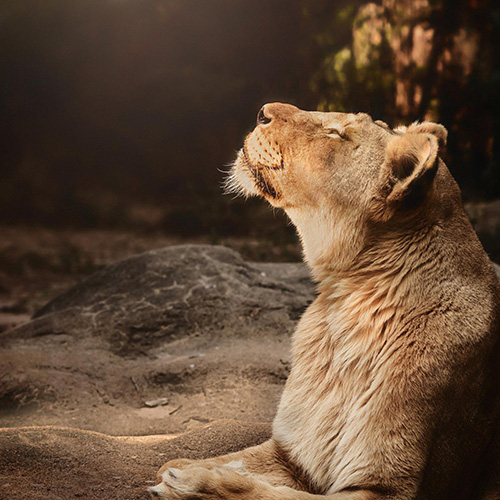 MUSE Photography Awards Silver Winner - The Smell of Morning by Christie Goldstein