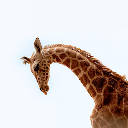 MUSE Photography Awards Silver Winner - His Name Is Blue by Christie Goldstein