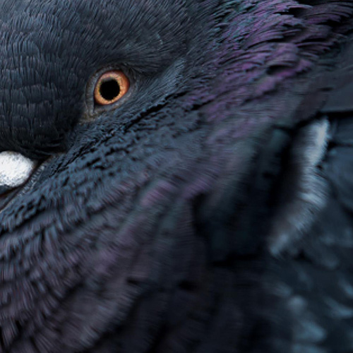 MUSE Photography Awards Gold Winner - Eye by Camille Briottet