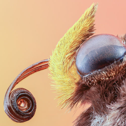 MUSE Photography Awards Category Winners of the Year Winner - Small things in life by ARUN MOHANRAJ