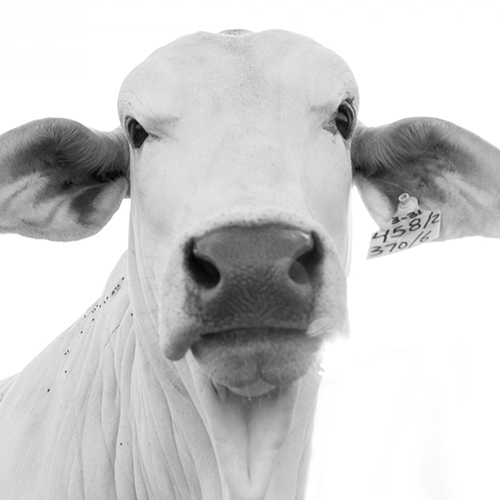 MUSE Photography Awards Silver Winner - Cashmere by David Bates