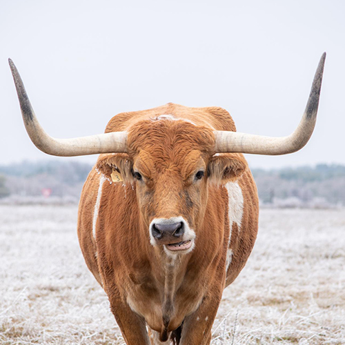 MUSE Photography Awards Gold Winner - Texas is frozen by David Bates