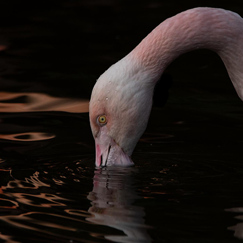 From darkness comes beauty. - Photography Winner