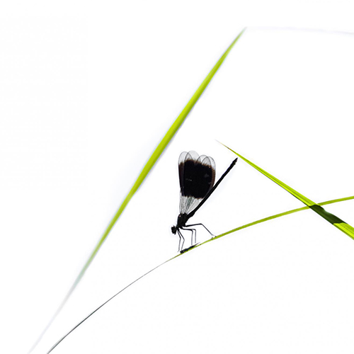 MUSE Photography Awards Silver Winner - Green and white by Camille Briottet