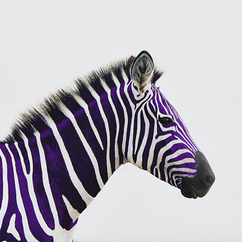 MUSE Photography Awards Silver Winner - It's Not Always Black and White by Christie Goldstein