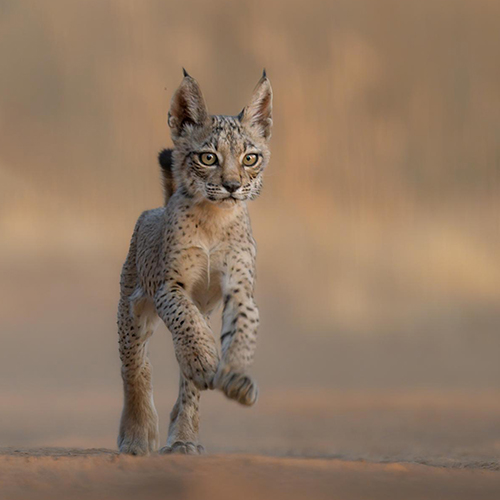 BORN FREE