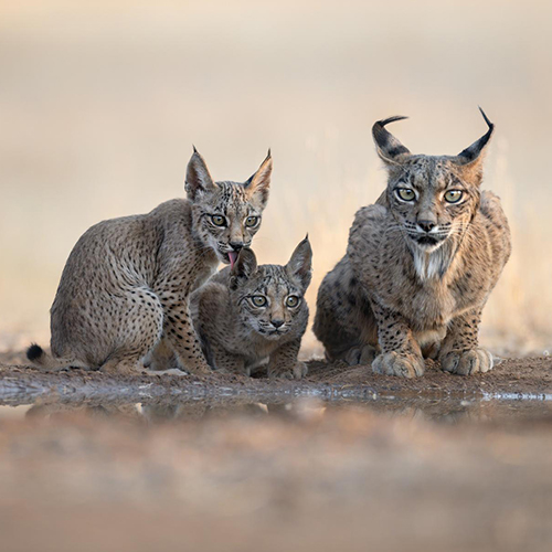 FAMILY PORTRAIT