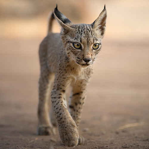 LIMITED EDITION LYNX CUB
