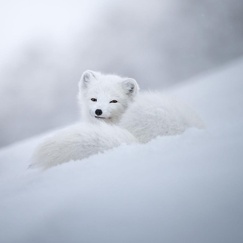 Divine beauty of an arctic fox