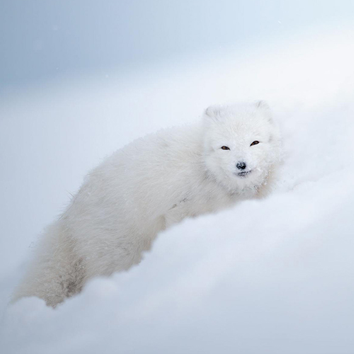 Arctic Fox, the ice queen
