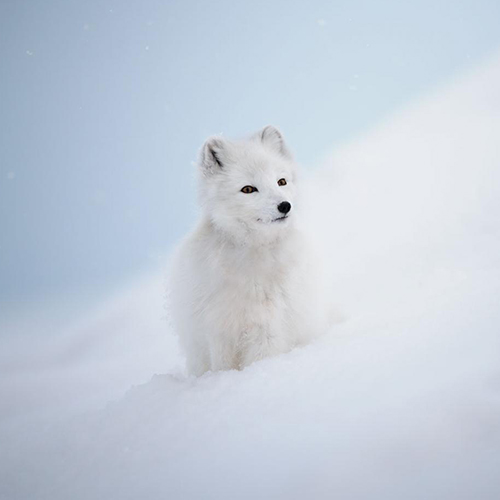 Footprints in the snow