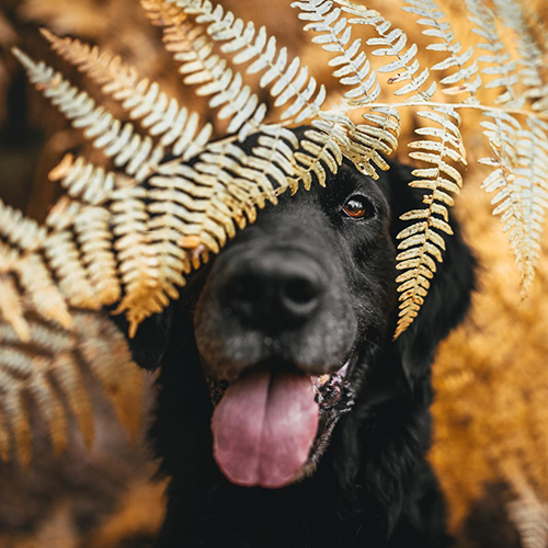 MUSE Photography Awards Gold Winner - Camouflage by Kateřina Mráčková