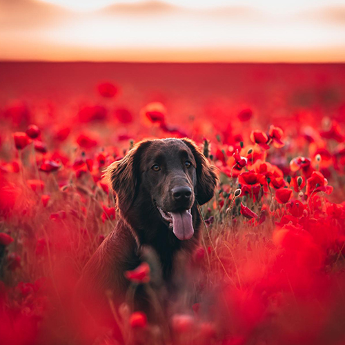 MUSE Photography Awards Gold Winner - In the red poppy by Kateřina Mráčková