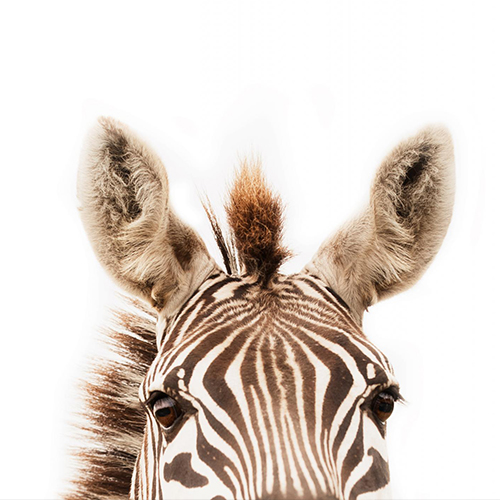 MUSE Photography Awards Silver Winner - Peeking by Christie Goldstein
