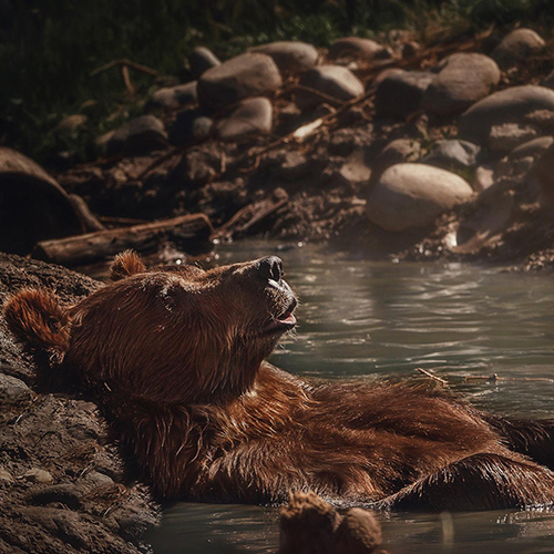 MUSE Photography Awards Category Winners of the Year Winner - Bear Necessities by Christie Goldstein