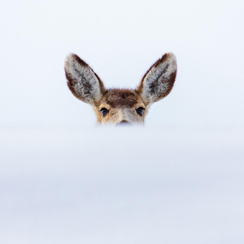 MUSE Photography Awards Gold Winner - Peekaboo by Jason Carter