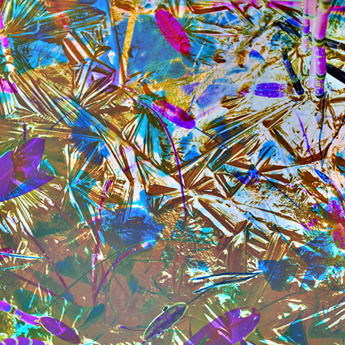 MUSE Photography Awards Gold Winner - Frozen Leaves by Mark Tomalla