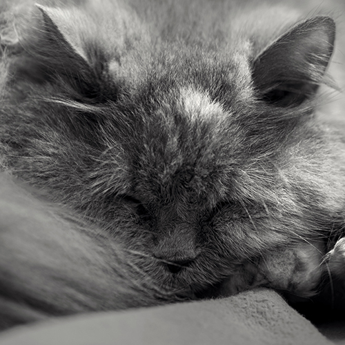 MUSE Photography Awards Gold Winner - Dreamer by Mark Tomalla