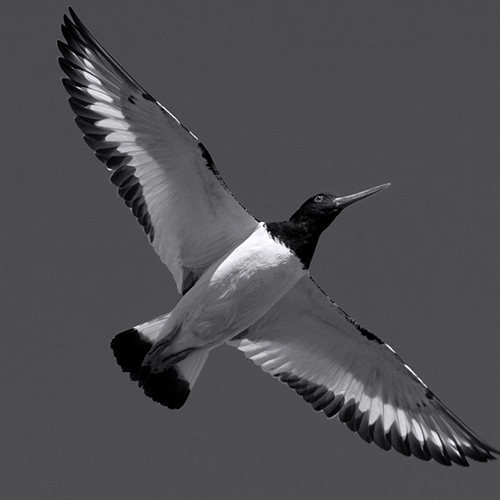 MUSE Photography Awards Silver Winner - In the Air by Mark Tomalla