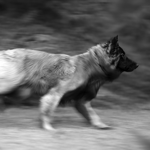 MUSE Photography Awards Gold Winner - Sprint by Mark Tomalla