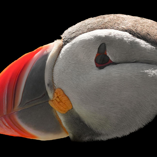 MUSE Photography Awards Gold Winner - The Puffin by Mark Tomalla