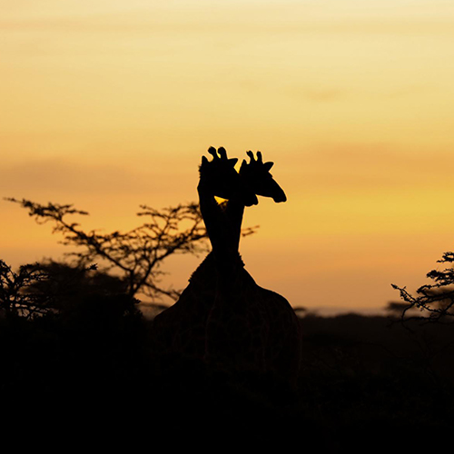 MUSE Photography Awards Gold Winner - Masai Sunrise by Stephanie Yen