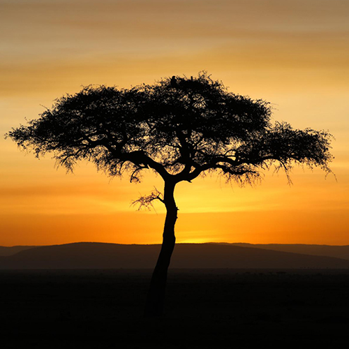 MUSE Photography Awards Silver Winner - Acacia Sunrise by Stephanie Yen
