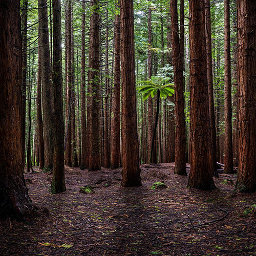 MUSE Photography Awards Silver Winner - Redwood Forest by Stephan Romer