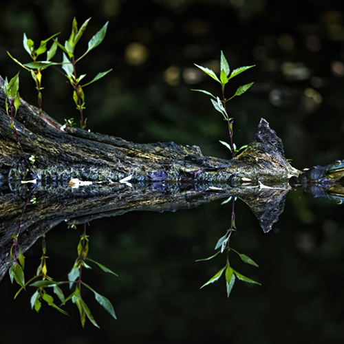 MUSE Photography Awards Gold Winner - Bull Frog by Rafal Dymarkowski