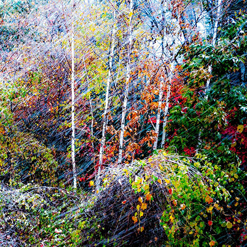 MUSE Photography Awards Silver Winner - Autumn Snow by Tim William Owen