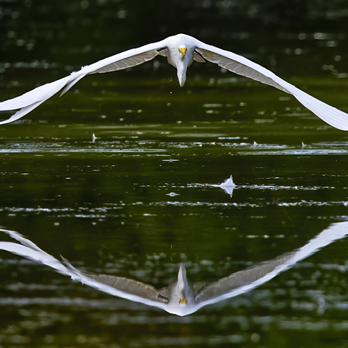 The Feather - Photography Winner