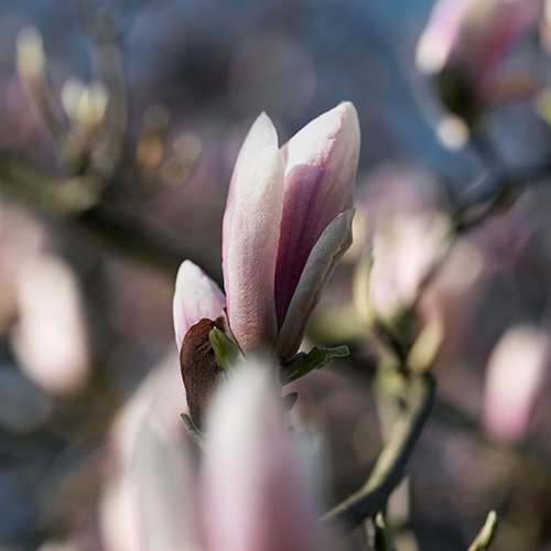 MUSE Photography Awards Gold Winner - Spring by Mark Tomalla MD