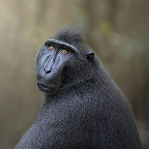 Human gaze of a primate