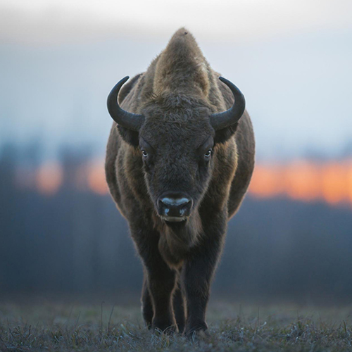 The grandeur of the bison