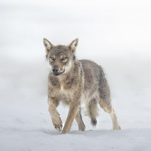 The strength of a wolf