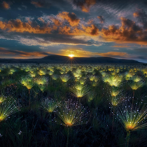 Fireworks - Photography Winner