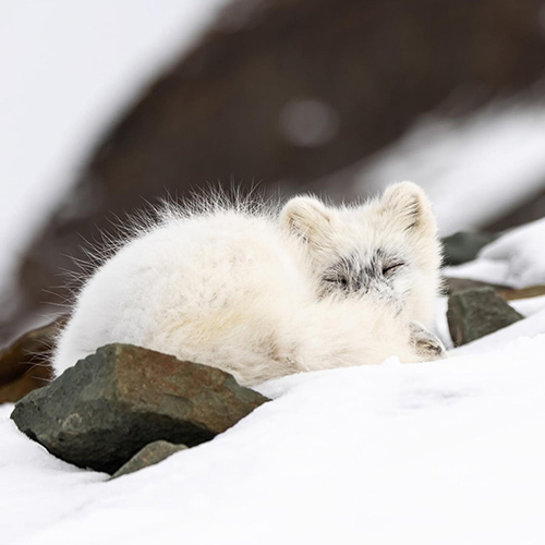 MUSE Photography Awards Gold Winner - Sleeping beauty by David Lerch