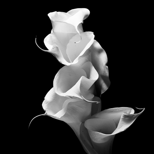 Dancing in Light