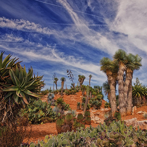 MUSE Photography Awards Silver Winner - Desert Garden by Rafal Dymarkowski