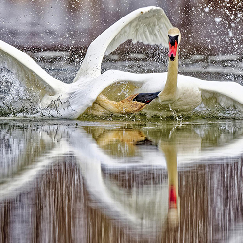 MUSE Photography Awards Gold Winner - The Bite by Rafal Dymarkowski