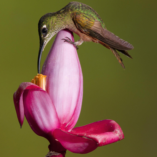 MUSE Photography Awards Gold Winner - Sip of Nectar by Rafal Dymarkowski